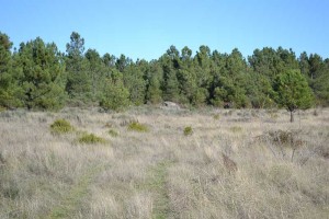 Land at Dolmens Farm